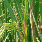 Rice Leaf Scald Disease